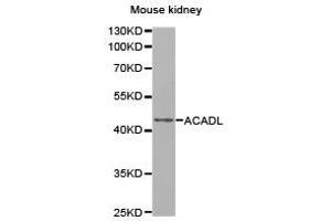 Western Blotting (WB) image for anti-Acyl-CoA Dehydrogenase, Long Chain (ACADL) antibody (ABIN1870747) (ACADL Antikörper)