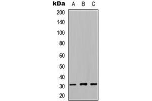 Western blot analysis of NRIP2 expression in HEK293T (A), NS-1 (B), H9C2 (C) whole cell lysates. (NRIP2 Antikörper  (N-Term))