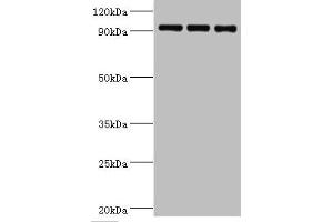 Western blot All lanes: Heat shock protein 105 kDa antibody at 1 μg/mL Lane 1: MCF-7 whole cell lysate Lane 2: Hela whole cell lysate Lane 3: Mouse brain tissue Secondary Goat polyclonal to rabbit IgG at 1/10000 dilution Predicted band size: 97, 93, 98 kDa Observed band size: 97 kDa (HSPH1 Antikörper  (AA 659-858))