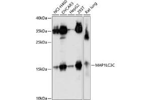 Western blot analysis of extracts of various cell lines, using MLC3C antibody (ABIN7268521) at 1:1000 dilution. (LC3C Antikörper  (AA 1-147))