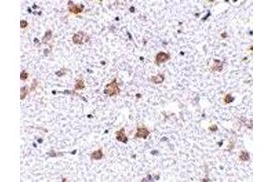 Immunohistochemistry (IHC) image for anti-Mesencephalic Astrocyte-Derived Neurotrophic Factor (MANF) (C-Term) antibody (ABIN1030505) (MANF Antikörper  (C-Term))