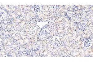 Detection of IGFBP2 in Bovine Kidney Tissue using Polyclonal Antibody to Insulin Like Growth Factor Binding Protein 2 (IGFBP2) (IGFBP2 Antikörper  (AA 34-317))