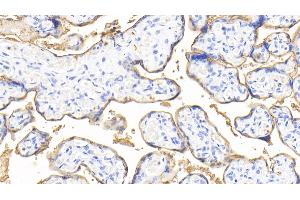 Detection of ALPI in Human Placenta Tissue using Polyclonal Antibody to Alkaline Phosphatase, Intestinal (ALPI) (Intestinal Alkaline Phosphatase Antikörper  (AA 20-333))