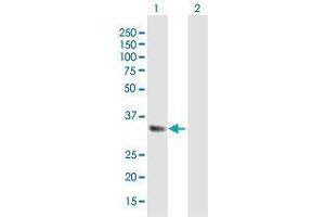 Western Blot analysis of IGFBP5 expression in transfected 293T cell line by IGFBP5 MaxPab polyclonal antibody.