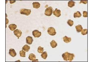 Immunocytochemistry staining of Daudi cells using AP30753PU-N at 2 μg/ml. (SARM1 Antikörper  (C-Term))