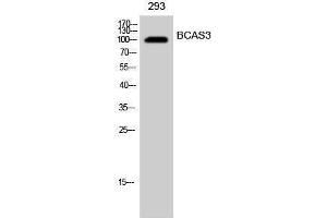 Western Blotting (WB) image for anti-Breast Carcinoma Amplified Sequence 3 (BCAS3) (Internal Region) antibody (ABIN3183493) (BCAS3 Antikörper  (Internal Region))