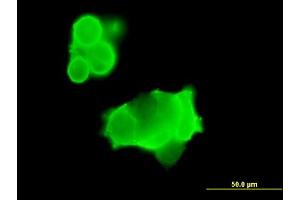 Immunofluorescence of purified MaxPab antibody to GRIK3 on 293 cell. (GRIK3 Antikörper  (AA 1-919))