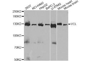 Western blot analysis of extracts of various cell lines, using VCL antibody. (Vinculin Antikörper  (AA 767-1066))