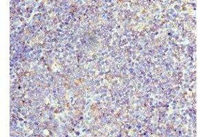 Immunohistochemistry of paraffin-embedded human tonsil tissue using ABIN7171339 at dilution of 1:100