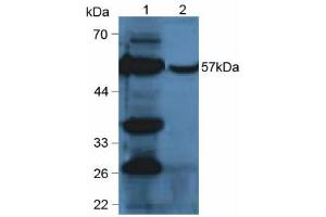 Western blot analysis of (1) Mouse Liver Tissue and (2) Mouse Liver Tissue. (CYP2E1 Antikörper  (AA 34-273))