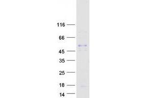 Validation with Western Blot (CCL18 Protein (Myc-DYKDDDDK Tag))