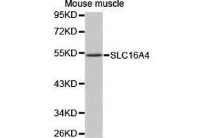 Western Blotting (WB) image for anti-Solute Carrier Family 16 (Monocarboxylic Acid Transporters), Member 4 (SLC16A4) antibody (ABIN1874803)