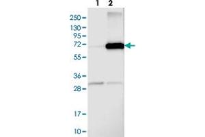 Western blot analysis of Lane 1: Negative control (vector only transfected HEK293T lysate), Lane 2: Over-expression Lysate (Co-expressed with a C-terminal myc-DDK tag (~3. (Arylsulfatase D Antikörper)