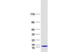 Western Blotting (WB) image for BRICK1, SCAR/WAVE Actin-Nucleating Complex Subunit (BRK1) protein (Myc-DYKDDDDK Tag) (ABIN2715332)
