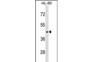 MC5R Antibody (C-term) (ABIN1537027 and ABIN2850357) western blot analysis in HL-60 cell line lysates (35 μg/lane). (MC5 Receptor Antikörper  (C-Term))