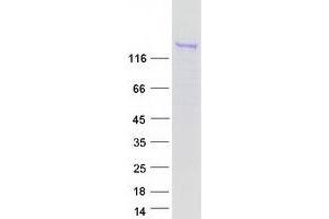 SORBS1 Protein (Transcript Variant 4) (Myc-DYKDDDDK Tag)