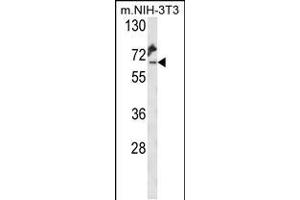 Western blot analysis of KLC2 Antibody (C-Term) (ABIN653755 and ABIN2843055) in mouse NIH-3T3 cell line lysates (35 μg/lane).