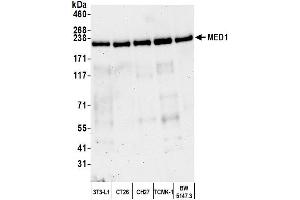 Western Blotting (WB) image for anti-Mediator Complex Subunit 1 (MED1) (C-Term) antibody (ABIN7453585) (MED1 Antikörper  (C-Term))