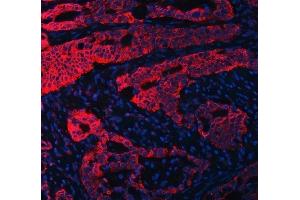 IF analysis of RPL36 using anti-RPL36 antibody (ABIN7602917). (RPL36 Antikörper  (C-Term))