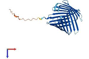 TOMM40L Protein (AA 1-308) (His tag)