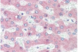 Human Liver (formalin-fixed, paraffin-embedded) stained with HYOU1 antibody ABIN396969 at 5 ug/ml followed by biotinylated goat anti-rabbit IgG secondary antibody ABIN481713, alkaline phosphatase-streptavidin and chromogen. (HYOU1 Antikörper  (C-Term))