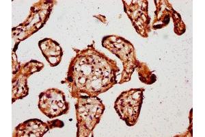 IHC image of ABIN7146862 diluted at 1:800 and staining in paraffin-embedded human placenta tissue performed on a Leica BondTM system. (CK1 epsilon Antikörper  (Isoform epsilon))