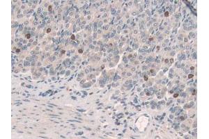 IHC-P analysis of Mouse Stomach Tissue, with DAB staining. (SCGN Antikörper  (AA 1-276))