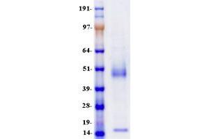 Western Blotting (WB) image for delta-Like 1 Homolog (Drosophila) (DLK1) protein (Myc-DYKDDDDK Tag) (ABIN2719522)