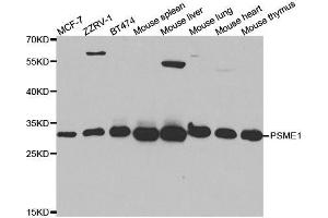 Western blot analysis of extracts of various cell lines, using PSME1 antibody. (PSME1 Antikörper  (AA 1-249))