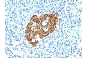 Formalin-fixed, paraffin-embedded human pancreas stained with Insulin antibody (IRDN/794).