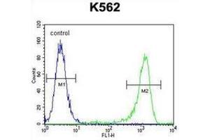 Flow cytometric analysis of K562 cells (right histogram) compared to a negative control cell (left histogram) using MLH1  Antibody , followed by FITC-conjugated goat-anti-rabbit secondary antibodies. (MLH1 Antikörper  (Middle Region))