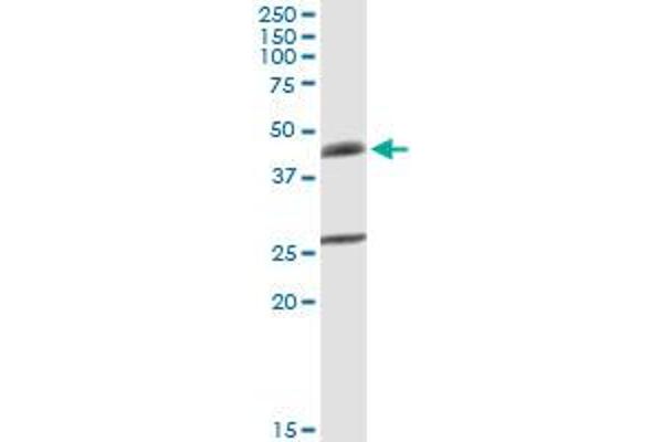 B4GALT3 antibody  (AA 1-393)