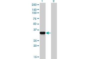 Western Blot analysis of GZMB expression in transfected 293T cell line by GZMB MaxPab polyclonal antibody. (GZMB Antikörper  (AA 1-247))