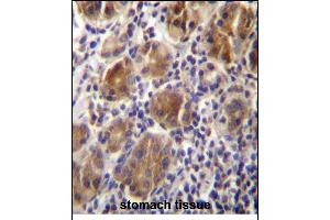 MLPH Antibdy (C-term) (ABIN656542 and ABIN2845806) immunohistochemistry analysis in formalin fixed and paraffin embedded human stomach tissue followed by peroxidase conjugation of the secondary antibody and DAB staining.