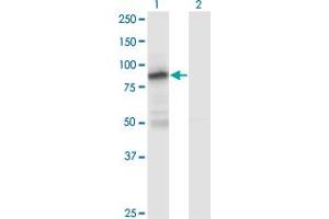 Western Blot analysis of ZNF287 expression in transfected 293T cell line by ZNF287 monoclonal antibody (M12), clone 1A2. (ZNF287 Antikörper  (AA 231-330))
