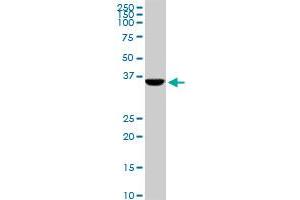 CDX4 monoclonal antibody (M12), clone 1E9. (CDX4 Antikörper  (AA 202-284))