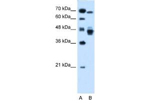 Western Blotting (WB) image for anti-Nuclear Receptor Subfamily 2, Group F, Member 6 (NR2F6) (N-Term) antibody (ABIN2782287)