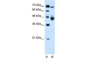 WB Suggested Anti-NR2F6 Antibody Titration:  0.