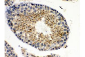 Anti- UPF3B/RENT3B Picoband antibody, IHC(P) IHC(P): Mouse Testis Tissue
