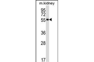 SSTR1 Antibody (C-term) (ABIN657958 and ABIN2846903) western blot analysis in mouse kidney tissue lysates (35 μg/lane). (SSTR1 Antikörper  (C-Term))