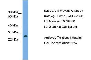 WB Suggested Anti-FAM3D  Antibody Titration: 0. (FAM3D Antikörper  (Middle Region))