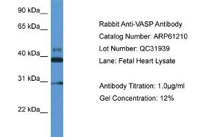 Western Blotting (WB) image for anti-Vasodilator-Stimulated phosphoprotein (VASP) (Middle Region) antibody (ABIN2774308)