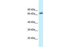 Image no. 1 for anti-beta-Transducin Repeat Containing (BTRC) (C-Term) antibody (ABIN6747614) (BTRC Antikörper  (C-Term))