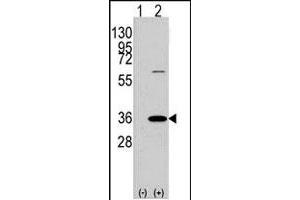 Western blot analysis of PHB2 (arrow) using rabbit PHB2 polyclonal antibody . (Prohibitin 2 Antikörper  (N-Term))