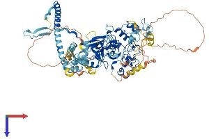 EZH1 Protein (AA 1-747) (His tag)