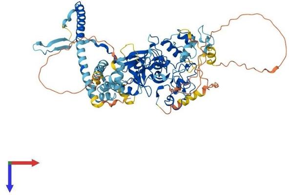 EZH1 Protein (AA 1-747) (His tag)