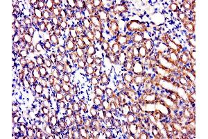 Paraformaldehyde-fixed, paraffin embedded rat kidney, Antigen retrieval by boiling in sodium citrate buffer (pH6. (IBA57 Antikörper  (AA 131-230))