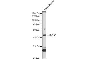 Western blot analysis of extracts of Mouse thymus, using KMT5C antibody (ABIN7270649) at 1:1000 dilution.