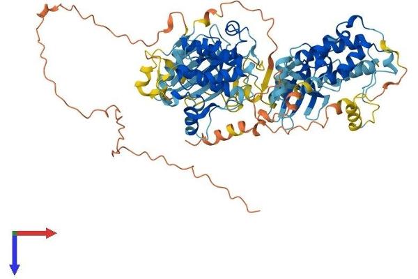 RPS6KA6 Protein (AA 1-764) (His tag)
