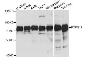Western blot analysis of extracts of various cell lines, using PTPN11 antibody. (PTPN11 Antikörper  (AA 1-460))